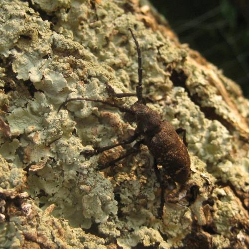 Réf. 229 580 : Lamia textor